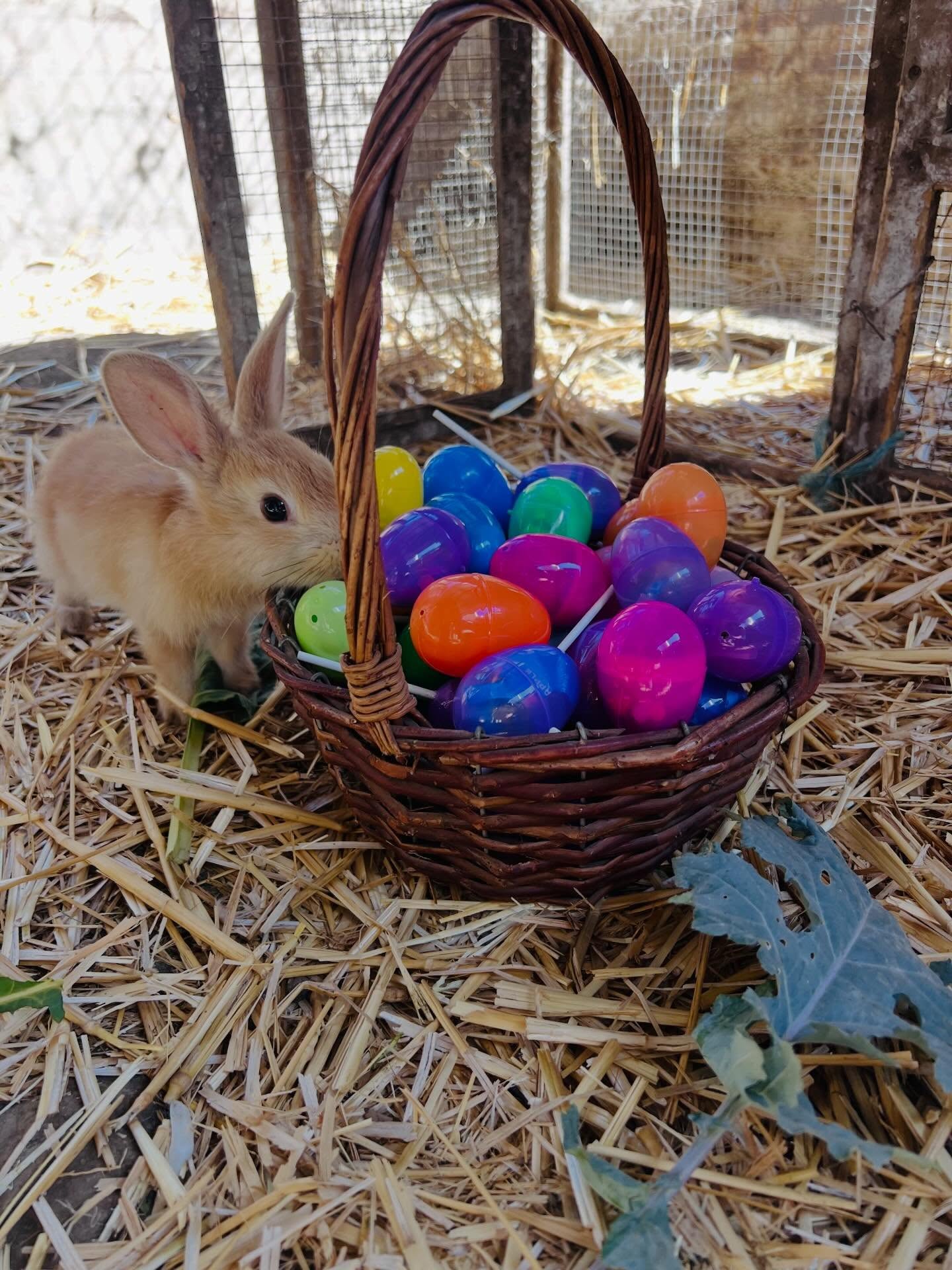 Conejo de la granja junto a una canasta